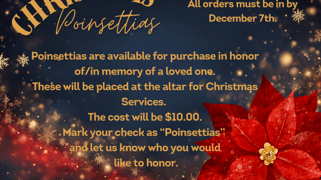 Christmas Poinsettias